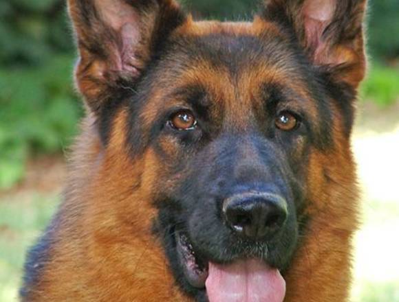 Paseador de perros en zona norte y Capital Federal