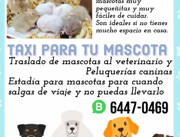 Servicios y mascotas 