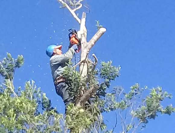 Servicio de poda y tala de árboles 