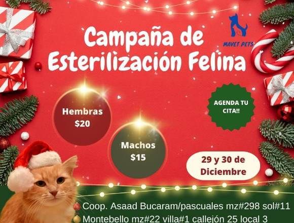 Campaña de Esterilización