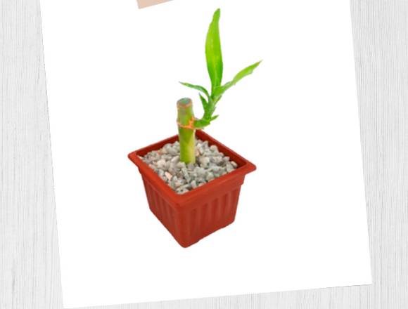 Mini lucky bamboo - regalo corporativo ecológico 