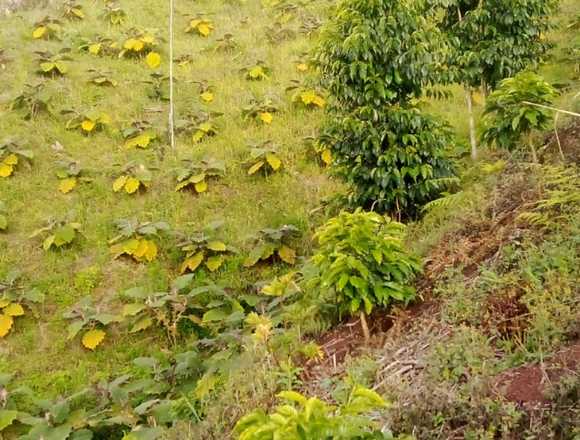 codazzi pueblo bello valledupar cesar