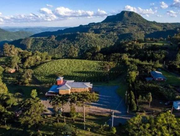 Fazenda e Vinicola de 16 Hc em producao