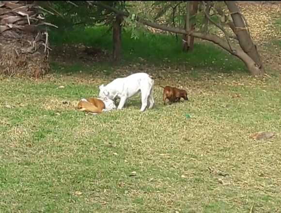 Pensión Canina Campestre