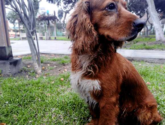 ELEKTRO, perrito cocker en adopción 