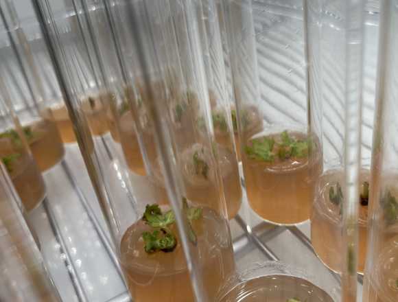BOROPRECISION Glass Tubes for Plant Tissue Culture