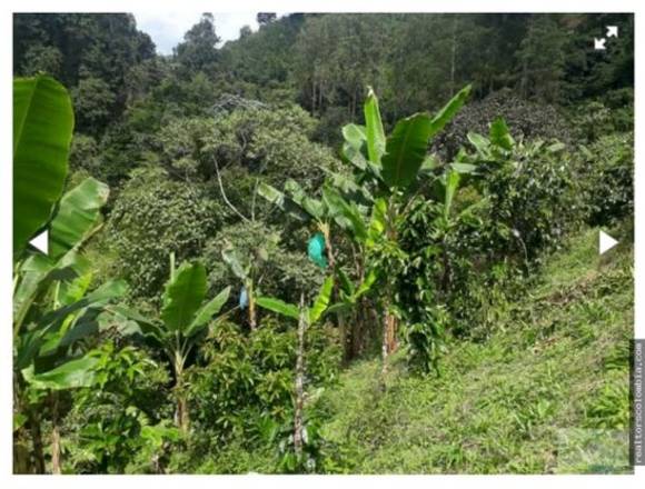 En venta Finca productiva en Filandía, Quindío, Colombia.