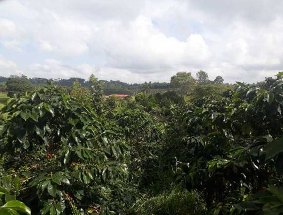 En en venta Finca en Filandía, Quindío, Colombia. 