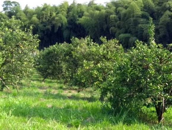 Finca productiva en citricos