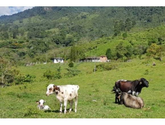 Finca en Calarca de 114 cuadras