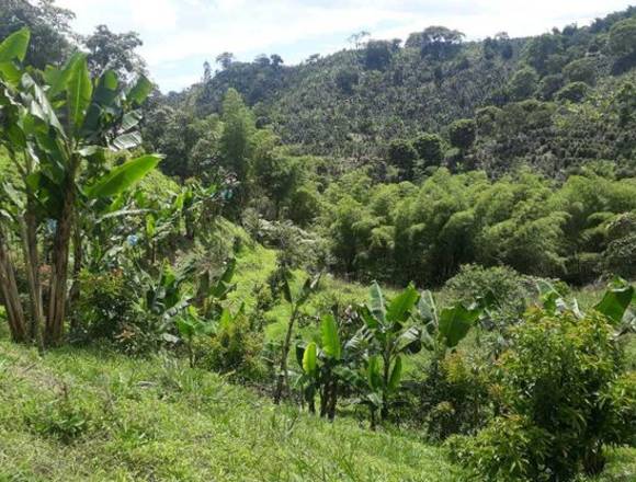 Finca productiva  en Filandía, Quindío, Colombia,