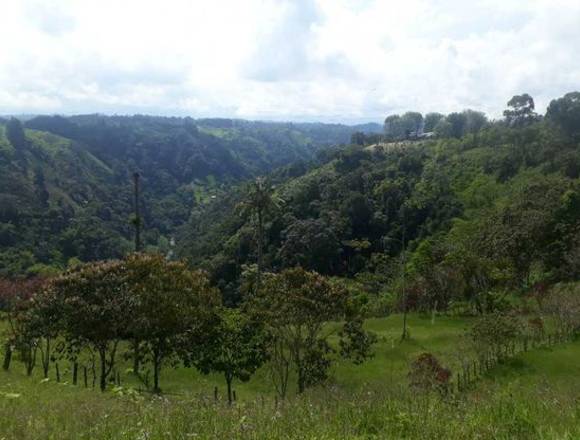 Se vende finca en Filandia en pasto y bosque