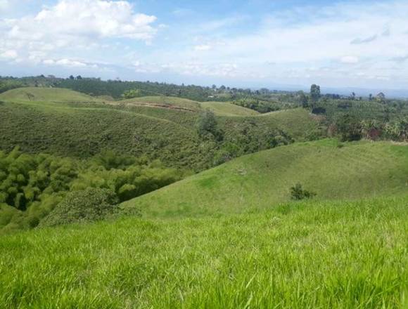 Vendemos finca en filandia. Pasto, café y plátano