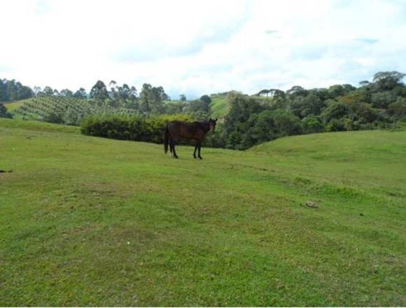 Finca ganadera para la venta en Circasia