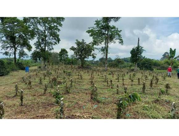 En venta Finca para la venta en Filandía, Quindío, Colombia.