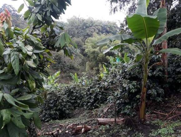 Finca Filandia cultivada en café - plátano - cacao