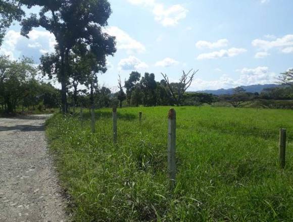 Finca semi plana sembrada en papaya  para la venta