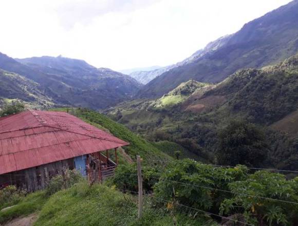 Finca de 1400 cuadras en Toche a 44 km de Salento