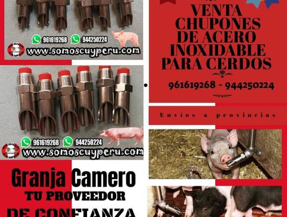 VENTA DE CHUPONES DE ACERO INOX PARA CERDOS