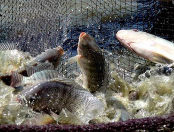 Crianza superintensiva de tilapia y trucha