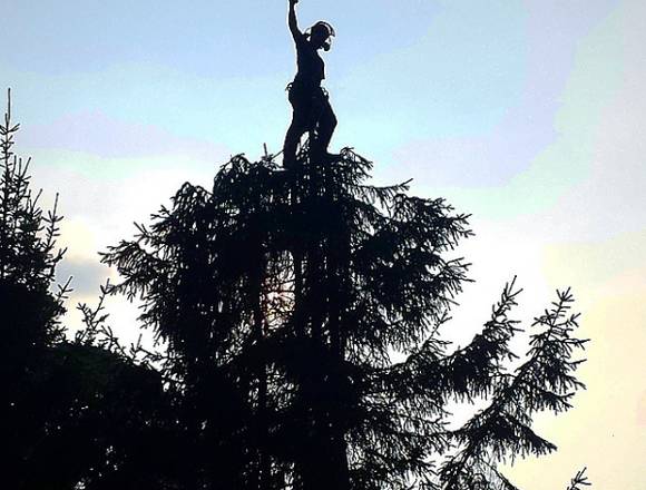 SERVICIO DE PODA Y DERRIBO DE ARBOLES Y PALMERAS