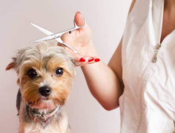 Peluquero o peluquera canina