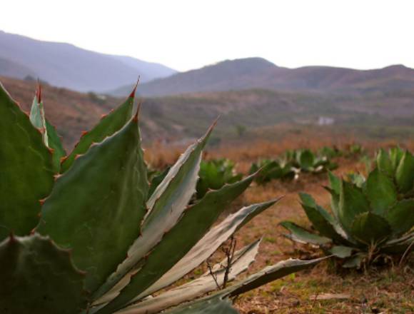 Vendo Lote de Mezcal