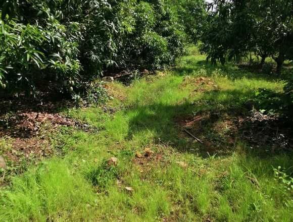 VENTA FINCA DE MANGO, EN CHIQUIMULILLA GUATEMALA