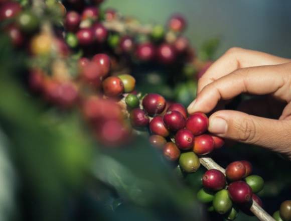 Enviamos el mejor CAFE de COLOMBIA a su domicilio