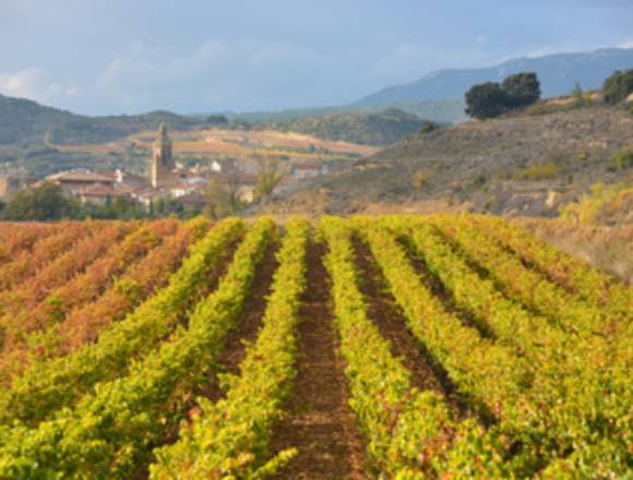 Venta de bodega de vino en España con 30 Has. viña