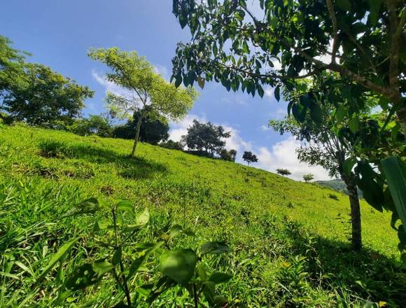 Se vende finca en Bella vista de Pejibaye