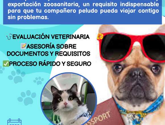 Certificado de Salud para Viajar con tu Mascota