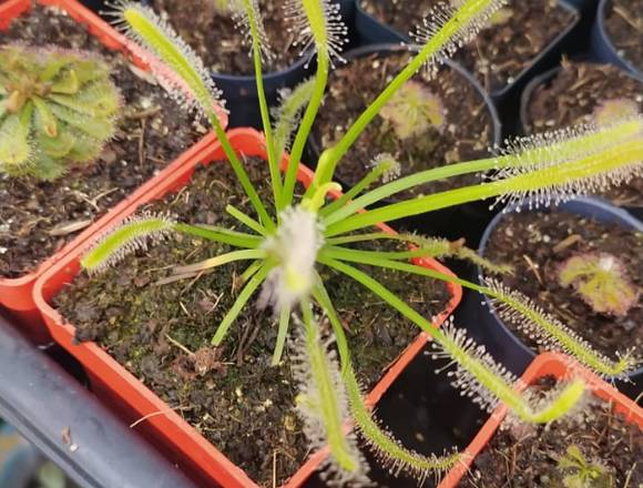 Plantas Carnivoras, droseras