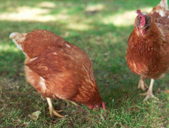 Vendo Par de Gallinas