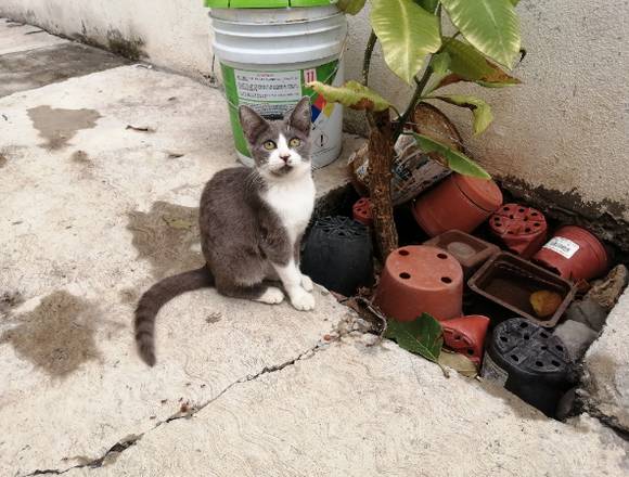 Adopción de gatitos, adultos y de 4 meses