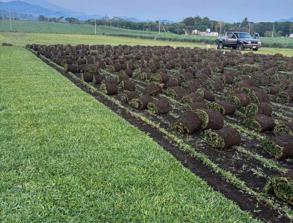 Venta de pasto san Agustín
