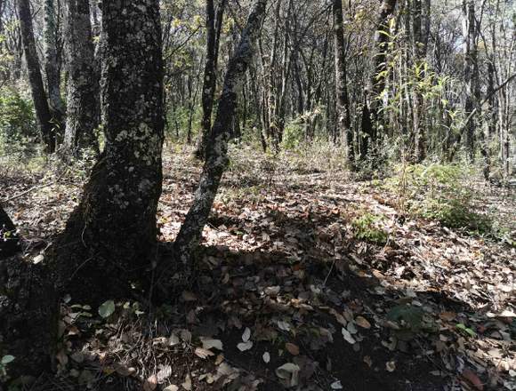 OFERTA TERRENO EN BOSQUE DE HUASCA DE OCAMPO