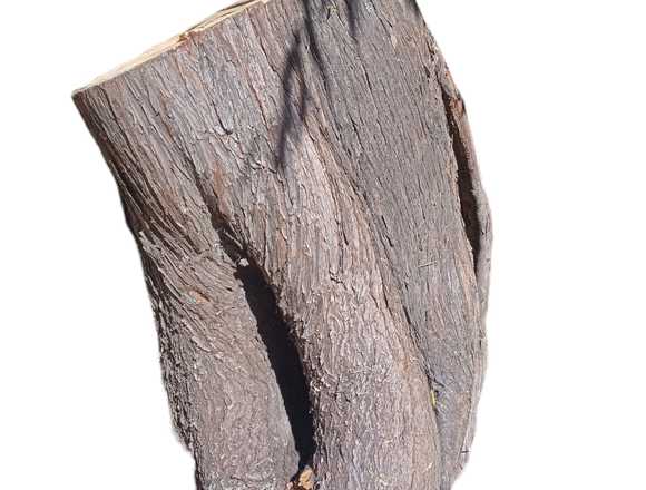 Cipres tronco para artesania