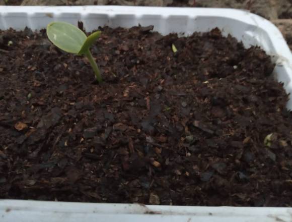 VENDO PLANTAS DE GUAYABA ROSADA Y SANDÍA CEBRA