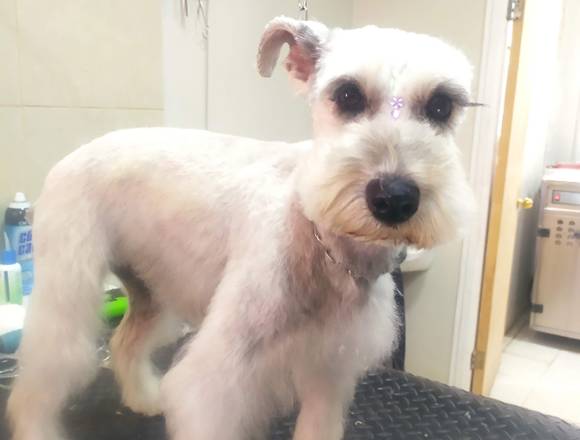 Peluquería canina a domicilio