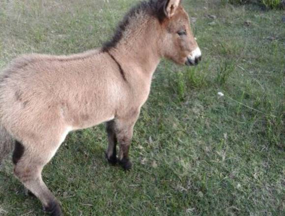 Vendo Mulitos 2 meses.