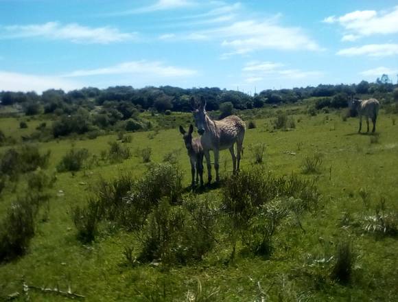 Vendo Burros plateados -2 meses.