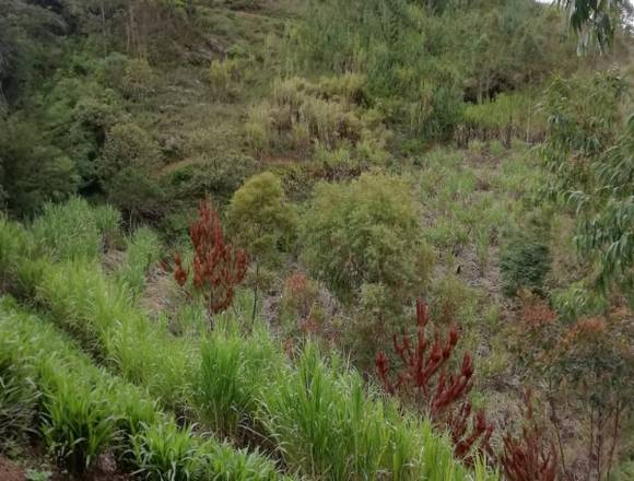 Se vende finca Guateque Boyaca 