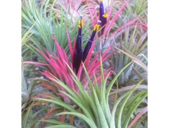 Tillandsias and bromeliads