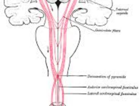 TERAPIA FÍSICA EN NEUROLOGIA-SURCO-MIRAFLORES-SJL-