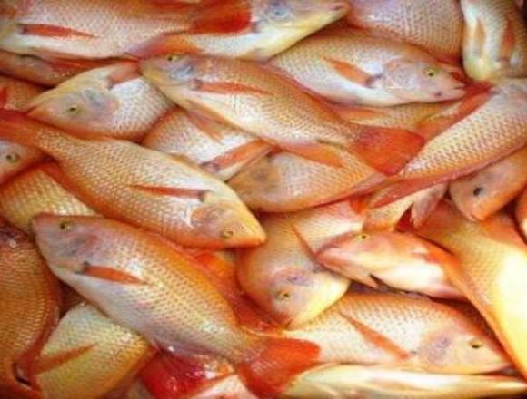 Dispositivos y sistemas piscícolas, crianza peces