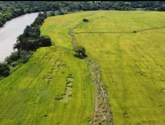 Venta de Finca en Coyaima - Tolima