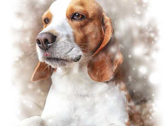 ELABORACIÓN DE RETRATOS DE MASCOTAS