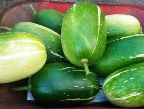 VENTA DE SAMBOS TIERNOS