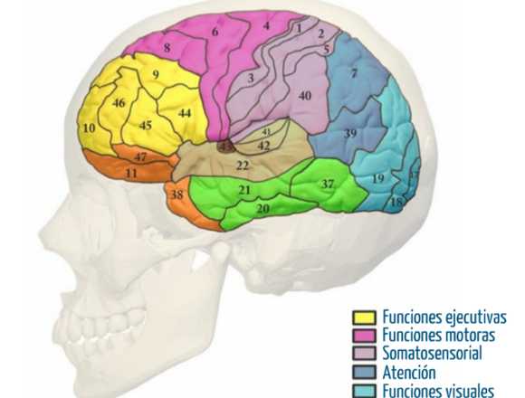 CLASES NEUROPSICOLOGIA, PSICOANALISIS, BASES BIOL